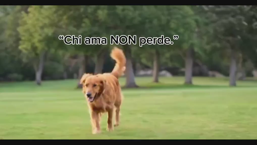 GPS per Cani — Localizzazione in Tempo Reale | Trova il Tuo Cane Ovunque